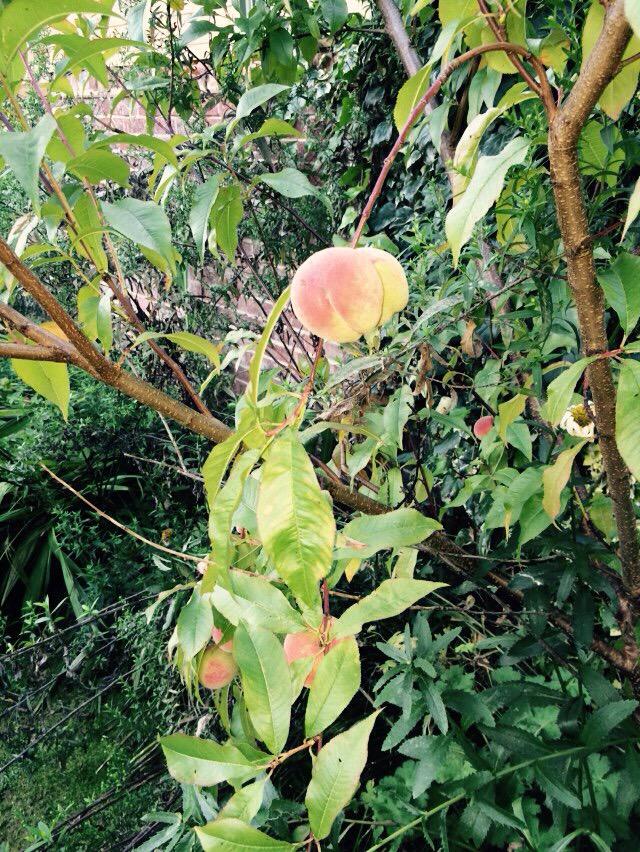 Really pleased with our peaches grown in our own Derbyshire garden #derbyshireIS