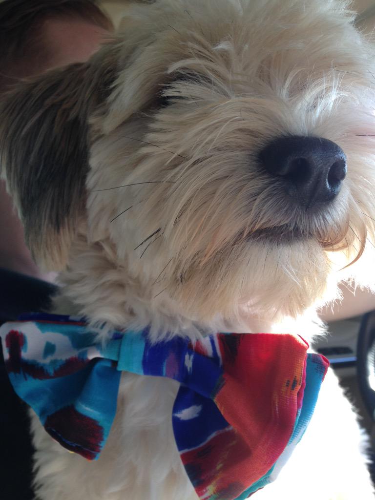 hautedogbowties's tweet photo. @hobsonthepuppy is loving life today! Showcasing 1 of the newest #bowties that'll be up online soon!  #HauteDog #dog http://t.co/ZnLqhjp3Qg
