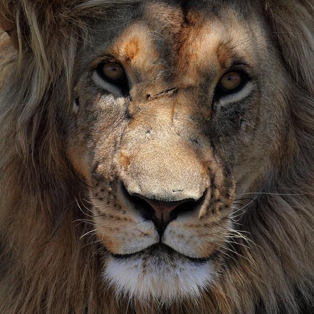 Wild Animals tweet media