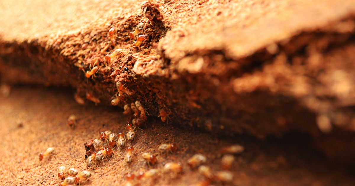 AustinAmerican's tweet photo. Was that a termite? Learn what these pests look like before their colony grows: https://t.co/uE5yrdyWHv http://t.co/ub9A6989vq