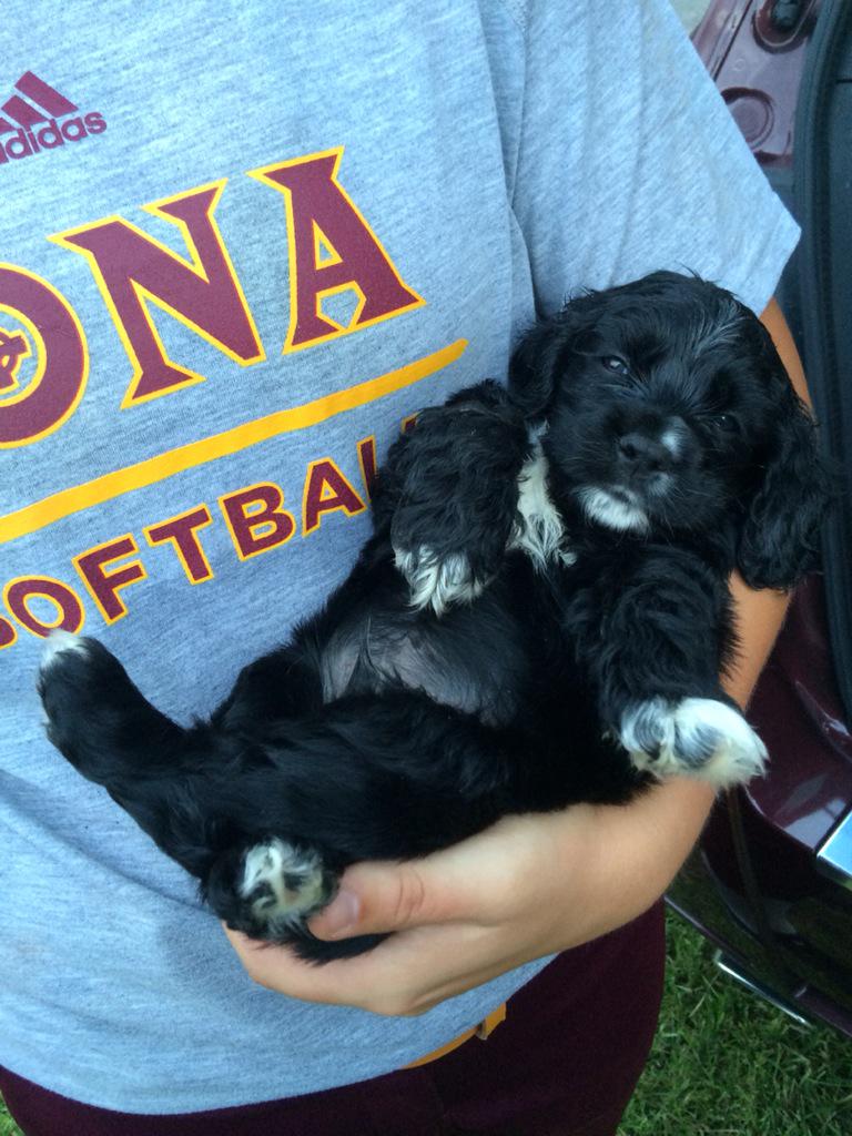 IonaSoftball's tweet photo. What #ICSB feels like after an almost 12 HR day at the field. #Pooped #ReturnTheDogs!! http://t.co/WaTwUVCwYo