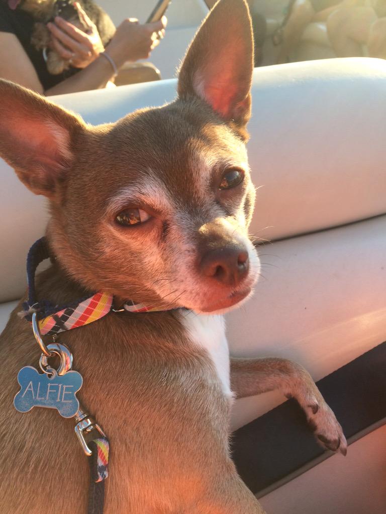 AlfieTheBold's tweet photo. Just taking a sunset cruise on Lake Jocassee! #boatlife #woof http://t.co/H0wtcz7LoM