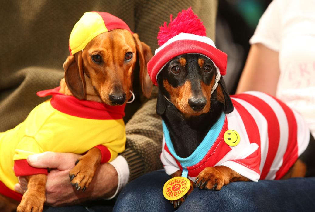 PHOTOS Wiener dogs in Melbourne don their best costumes for city's