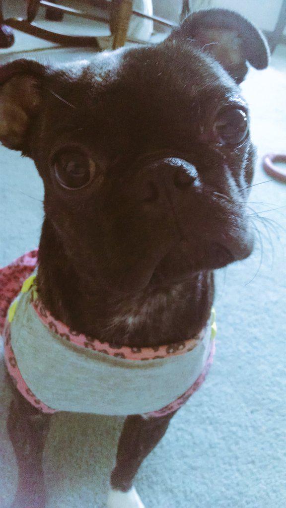AngeltheBugg's tweet photo. #pug #bugg #AngeltheBugg #pugs #puglife http://t.co/S1ZHGxADRY