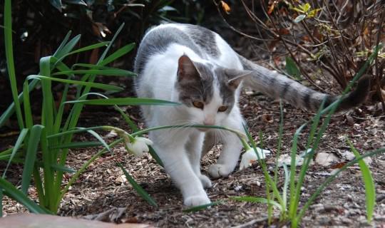 mylostpetalert's tweet image. Lost Cat in Baltimore, MD (21217) #baltimore #lostcat #lostpet mylostpetalert.com/sQJ2YAU