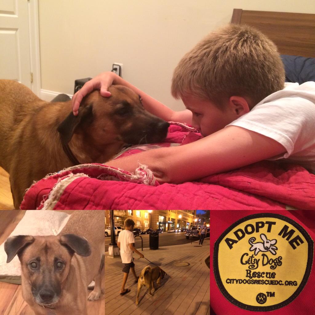 soybotquinn's tweet photo. Adopt Jacob, he is a sweet dog and he needs a home. #JacobWeLoveYou @CityDogsRescue http://t.co/47BAlCCdzD