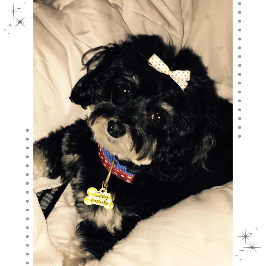 bunnclark's tweet photo. My BFF #maltipoo #love http://t.co/Q7OH0NYwsm
