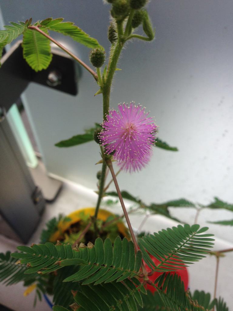 ট ইট র 仙道ますみ 純愛契約第1巻発売中 こどもチャレンジのしまじろうのオジギソウの花が咲いたよー O ﾟ ﾟ O 長女の時は枯らせてしまったけど 今回は肥料もちゃんとあげてよかった Http T Co Gsf50uvzvh