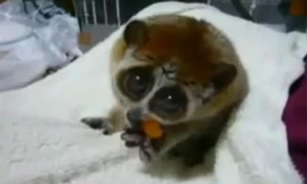 AmazePlanet's tweet image. 5 Amazing Animal Videos That Will Melt Your Heart! #Aww
walkerplanet.com/5-amazing-anim…