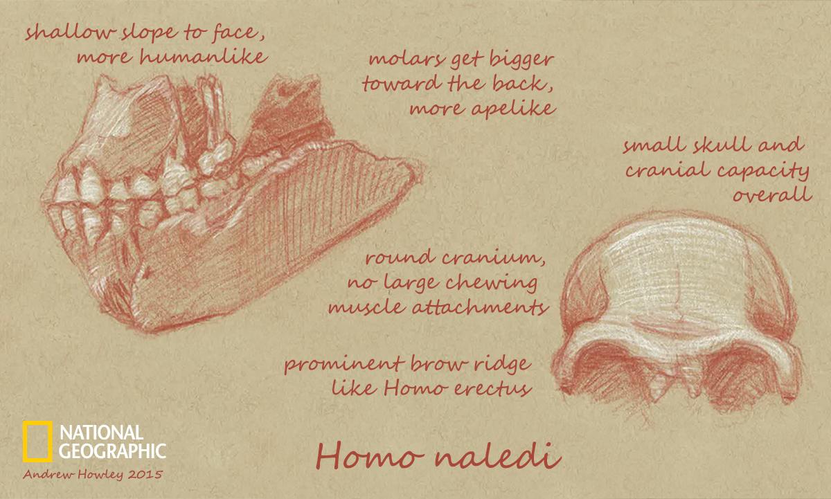 What can we learn from Homo naledi's skull? on.natgeo.com/1OmyM16 #NalediFossils