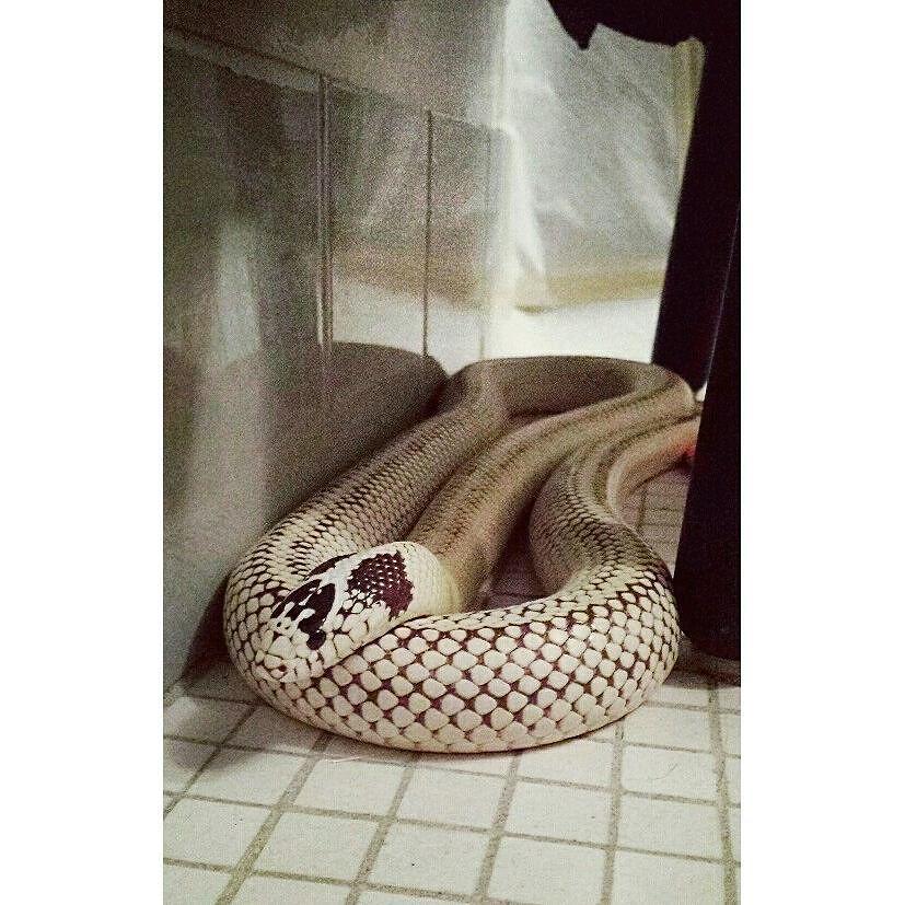 reptiles's tweet photo. #Reptiles: RT @urbansnakemagic: My Sunny boy 💘 #californiakingsnake #caliking #bananakingsnake #kingsnake #snakes #… http://t.co/uEmrntLWx9