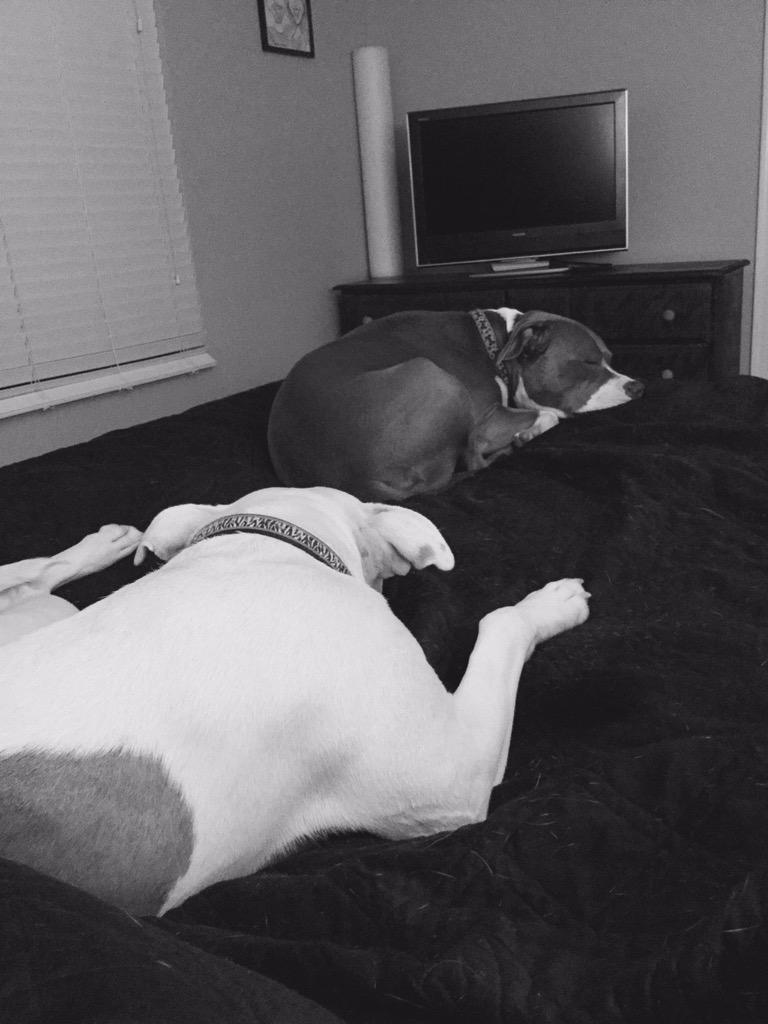 dylanjschulze's tweet photo. My amazing pits. They are just such good dogs. #pitlover #pitbulls #mydogsareawesome http://t.co/quOnr8xRn1