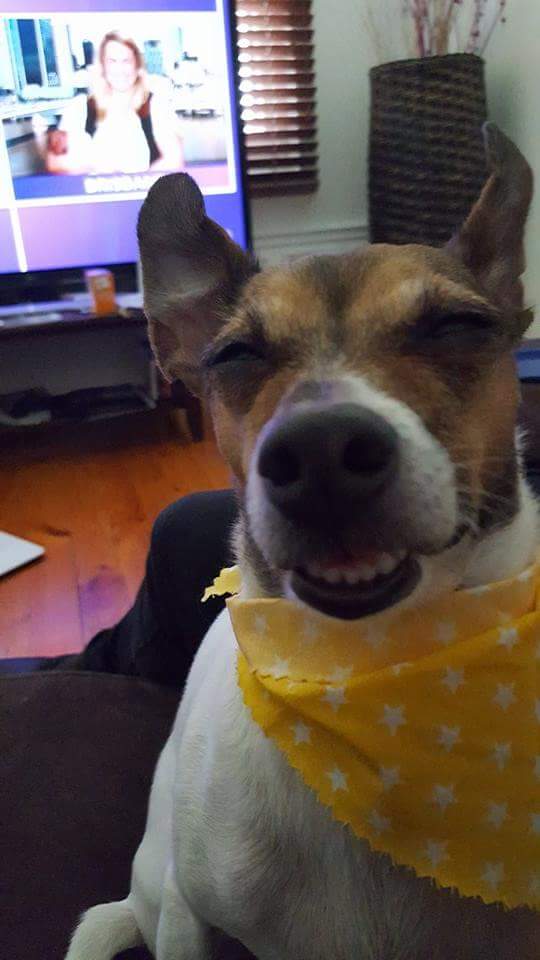 bennyblanco1685's tweet photo. My dog on drugs after the vet had to take a couple teeth out #cheeched&amp;chonged http://t.co/YlqvzyazXm
