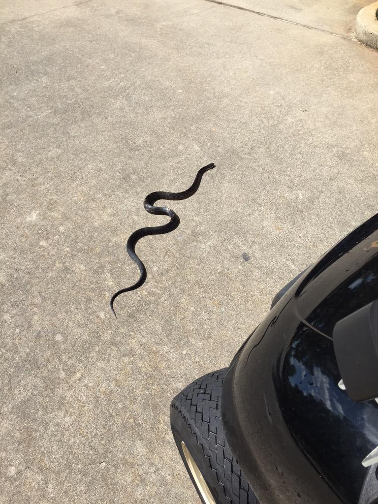 Zurk_it_out's tweet image. Hey lil fella! Seen @stmarlogolf thanks for cruising thru. Tempted to #foolishly pick up. Anyone know if poisonous?