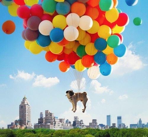 CutePicsOfPugs's tweet photo. fly high little pug http://t.co/YOVlv3LOt8