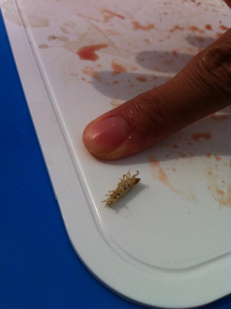 はにわや工房 Manguhsai Skulltula Yu サヨリのはサヨリヤドリムシ エラの形状にあわせて体が左右非対称に変形してる面白いやつです アジのはたぶんシマアジノエだろうと思います 宿主はマアジだったけど