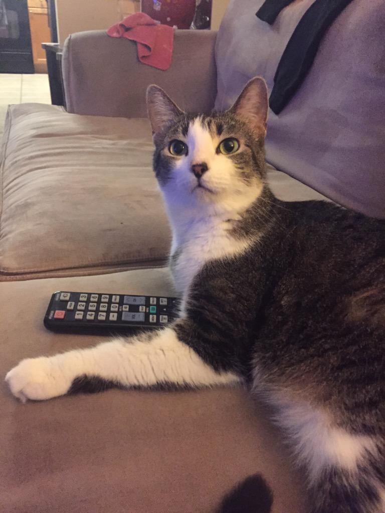 GentlemanJackTC's tweet photo. "No you can not haz channel changer for the #iHeartRadio Music Festival @WingnutONAir!" http://t.co/uQwj16WIW3