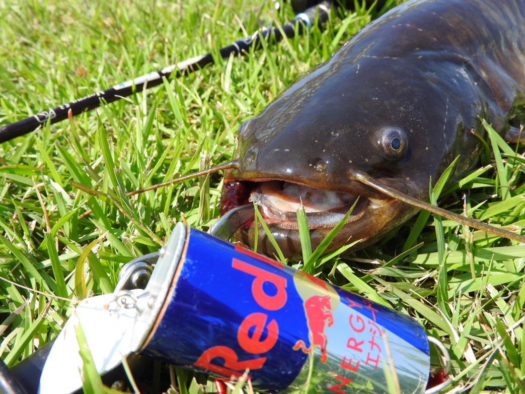 niwatori_kimo's tweet photo. 3.5lb
#鯰通信
#DDfactory http://t.co/fRGUENT8wF