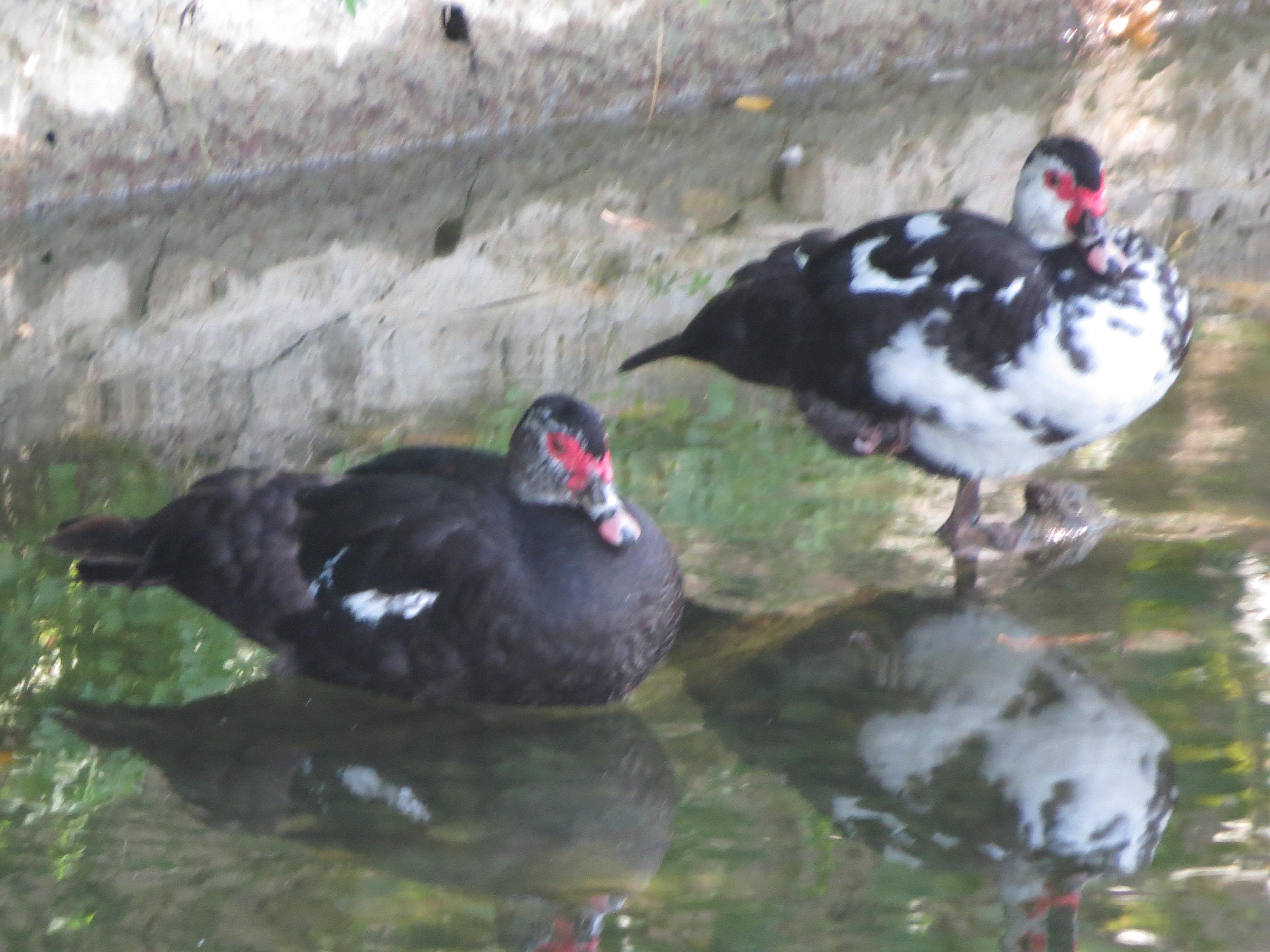 敬子 龍譚池に棲むこの強面の派手な鳥は バリケン という名のアヒル もともと南米原産の ノバリケン という野生のカモの一種らしく タイワンアヒル フランス鴨と呼ばれているそうです バリケン Http T Co 8tt7tuu8yy Twitter