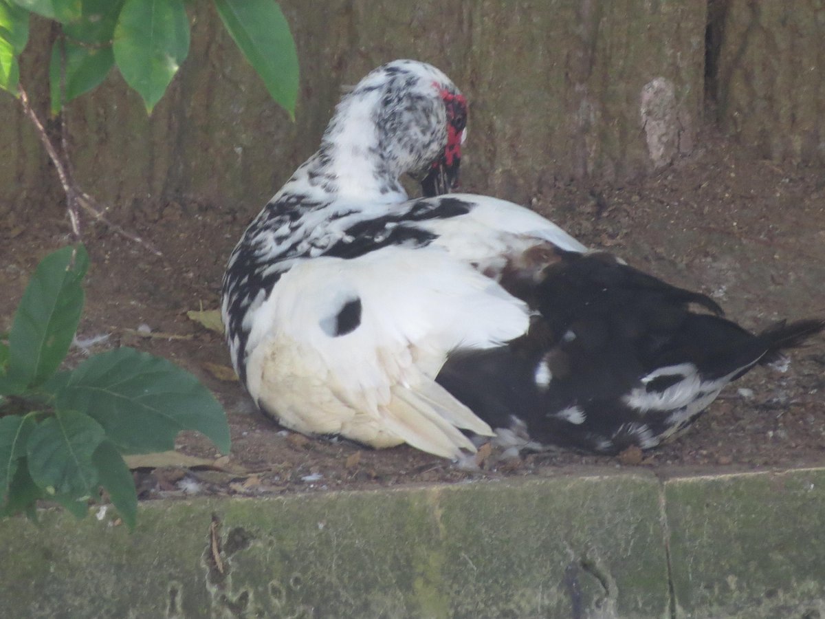 敬子 龍譚池に棲むこの強面の派手な鳥は バリケン という名のアヒル もともと南米原産の ノバリケン という野生のカモの一種らしく タイワンアヒル フランス鴨と呼ばれているそうです バリケン Http T Co 8tt7tuu8yy