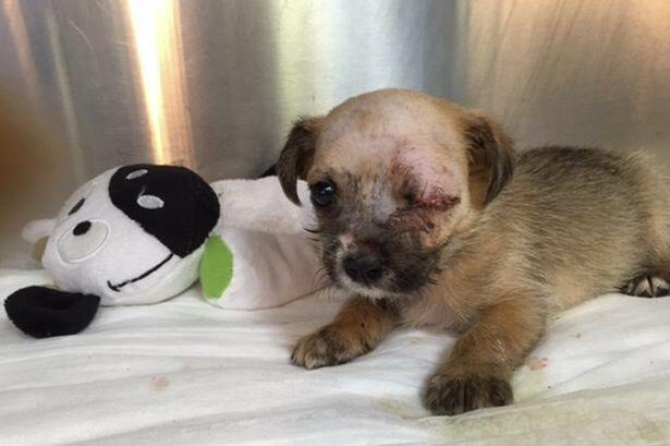 MikeSington's tweet image. Shooting victim who lost her eye adopts one-eyed puppy who no one wanted. #Survivors #DogsLife #DogsOfJoy💞