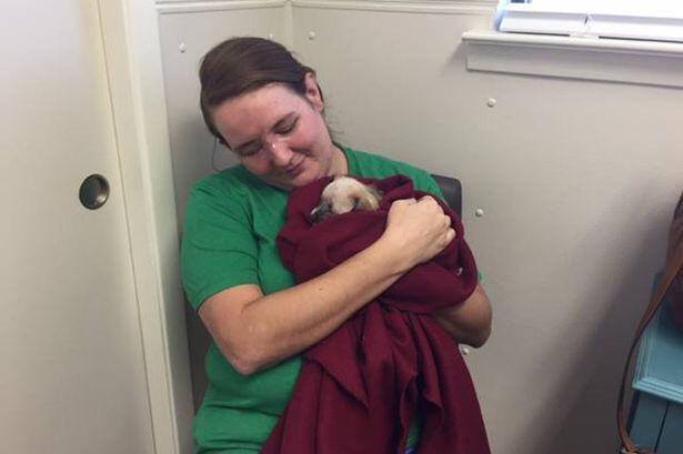 MikeSington's tweet image. Shooting victim who lost her eye adopts one-eyed puppy who no one wanted. #Survivors #DogsLife #DogsOfJoy💞