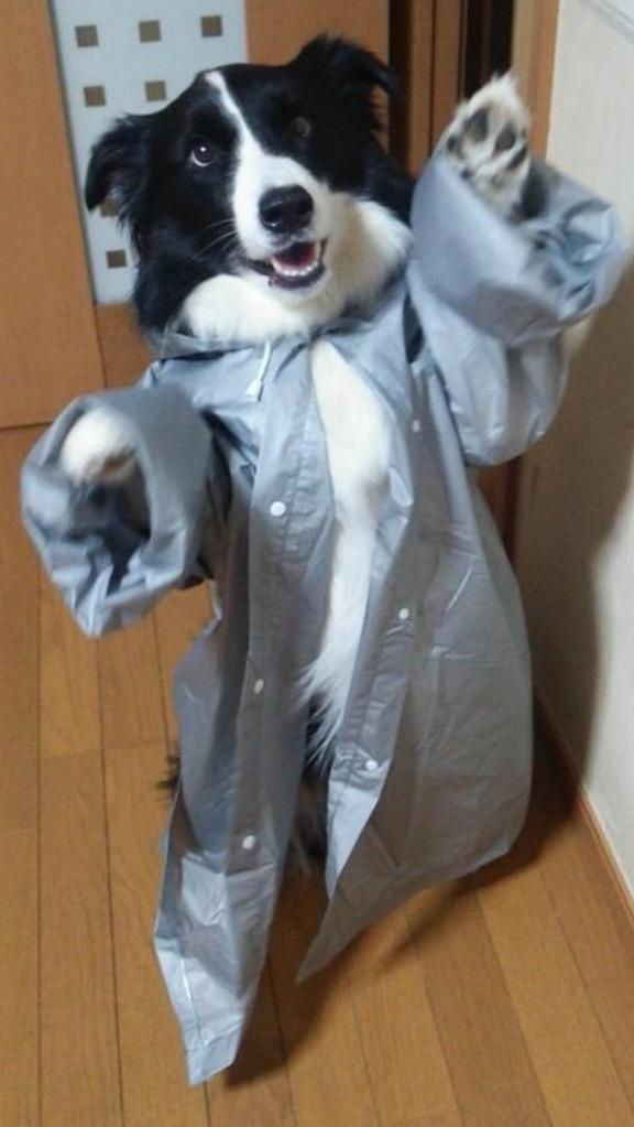 thejigcampaign's tweet photo. In fact, you're doing SO great that I've also come to congratulate you with this dog http://t.co/C9fHHfKa86