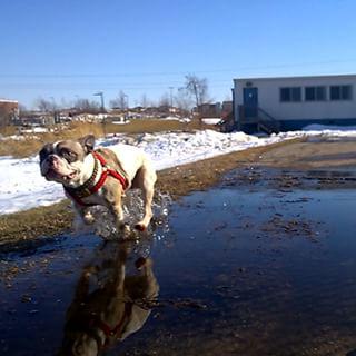 Frenchie_Cute's tweet photo. #dogsofinstigram #frenchbulldog #bulldog http://t.co/9MZaSfff0M http://t.co/5Oh5MkIzTc