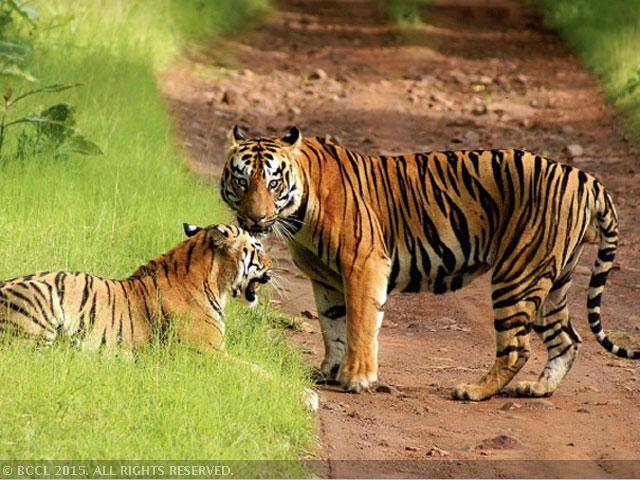 TimesNow's tweet photo. Tiger Safari to be launched in
Bandhavgarh, Pench &amp; Kanha tiger reserves in Madhya Pradesh to promote tourism http://t.co/uxO5Vwqfyy