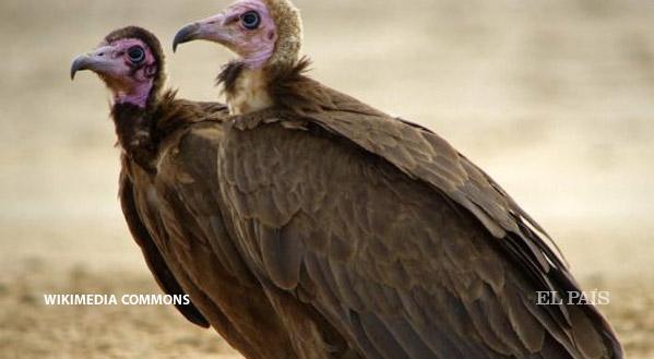 La muerte del ‘basurero’ de la naturaleza ow.ly/SqPiN Las poblaciones de buitres, reducidas en un 62%