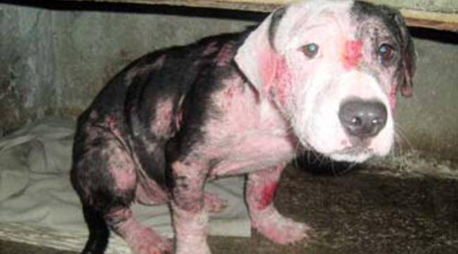 bustosfranco_'s tweet image. #PorUnMundoSin esto 👎 y más esto 👍