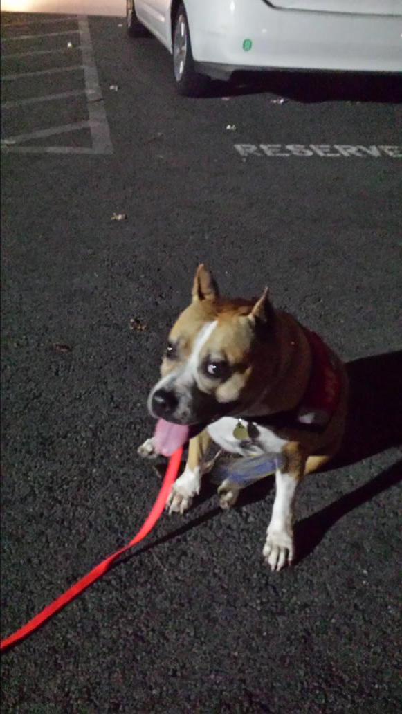 waterlily053's tweet image. Meet this cute dog at the event and got ro play with her #kpip #dogs