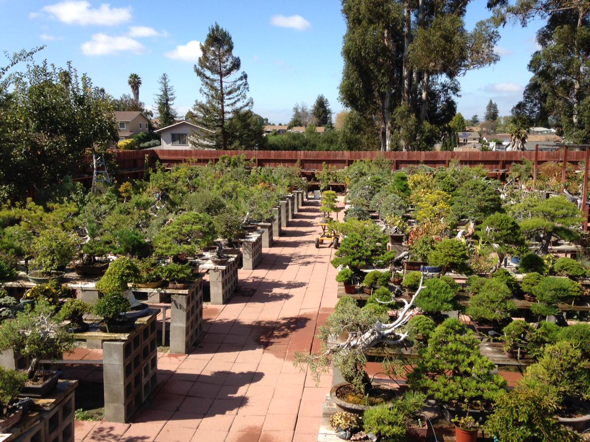 Bonsai Empire On Twitter Another Shot Of Boon S Garden Movie Will Be On The Bonsaiempire Youtube Channel Soon Bonsai Americanbonsai Http T Co Tdjwwkuyda