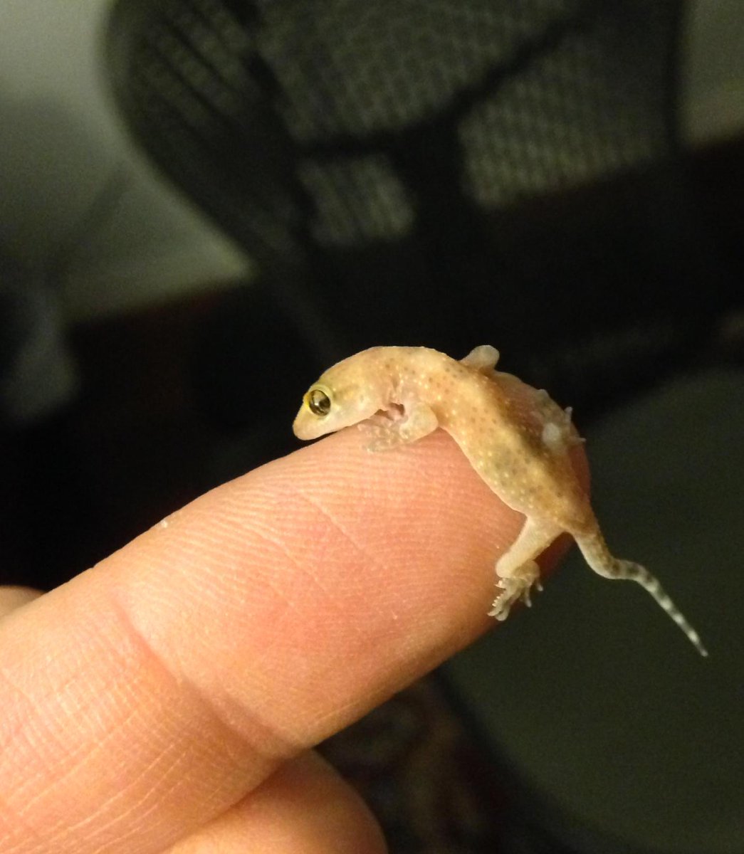 Go go gecko! #texas #dallas #lizards