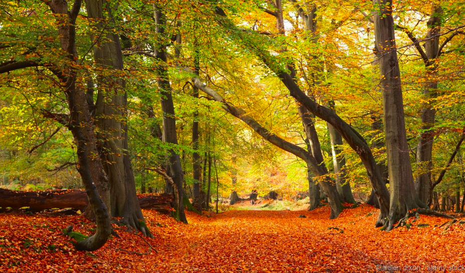 Greenpeace's tweet photo. Fancy a walk?
10 reasons to love #Autumn.
http://t.co/jZdTJm3K5t #nature http://t.co/TgzVibHSDB