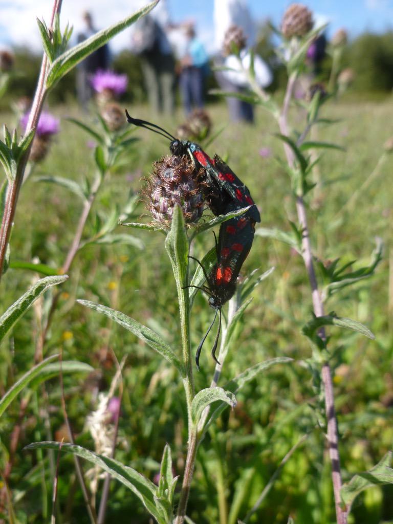 Team4Nature tweet picture