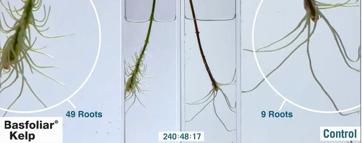 COMPO EXPERT Turkey tweet media