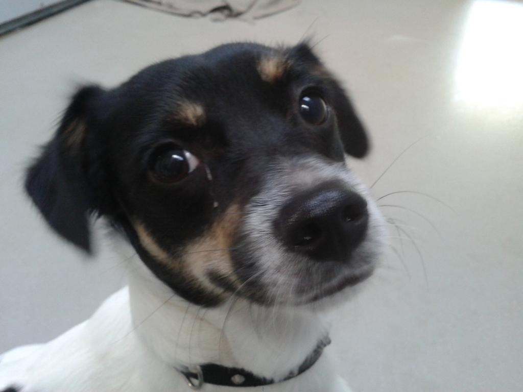 Almeredieren's tweet photo. Gevonden #hond #jackrussell #Almere afgelopen woensdagavond #eilandenbuurt,helaas #chip niet geregistreerd. Vermist ? http://t.co/cgnHJExZzk