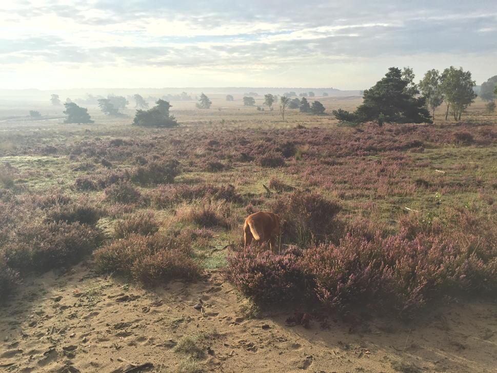 Of we in Afrika zijn. Nee hoor de Veluwe! Wat is het hier toch mooi!