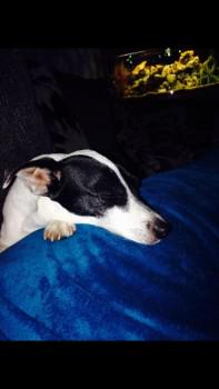 millypod1's tweet photo. #Lost POSS #STOLEN BLACK & WHITE Jack Russell Terrier Female #CourthouseGreen #Coventry #CV6 http://t.co/D84HcR25th http://t.co/I1GB3thGal