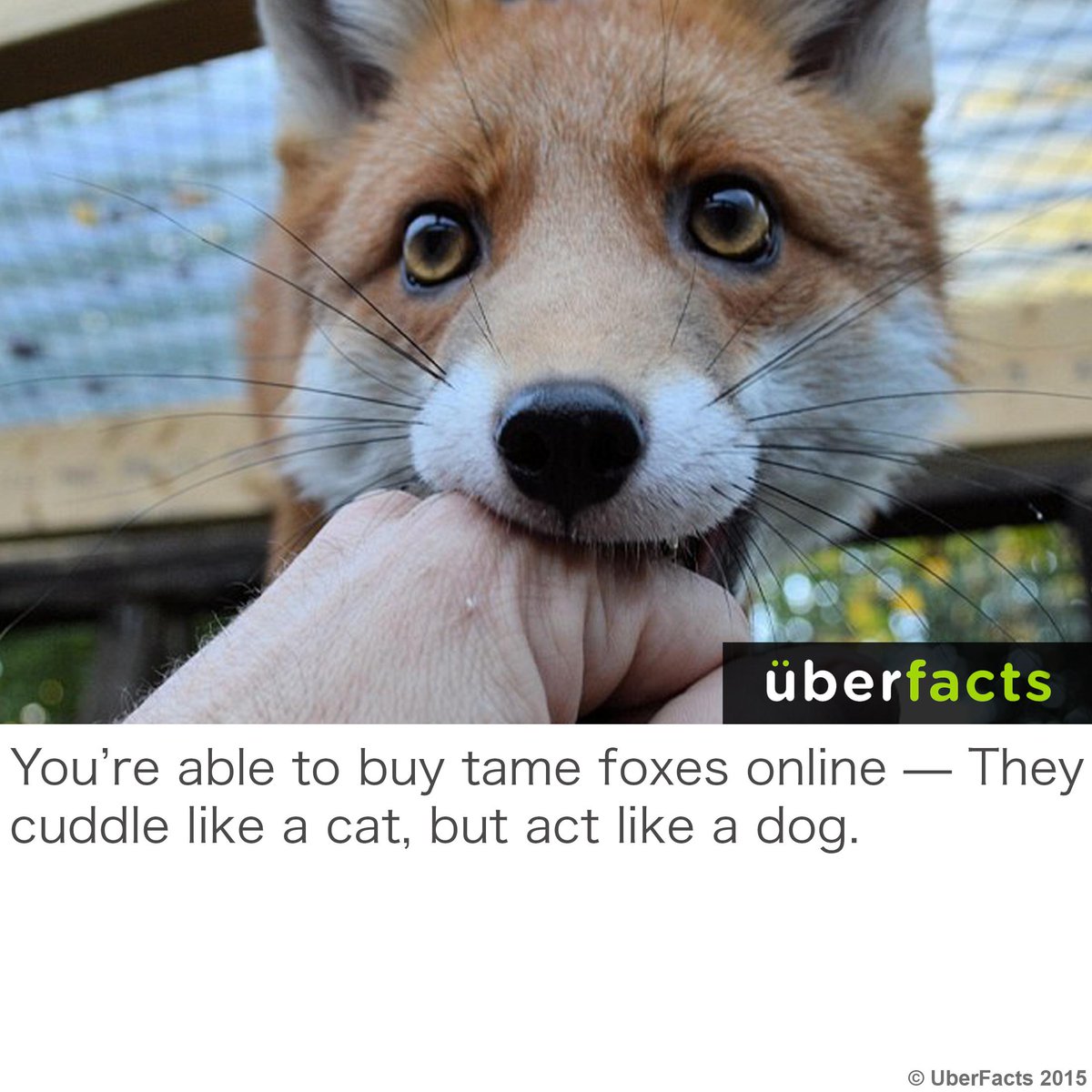 UberFacts tweet picture