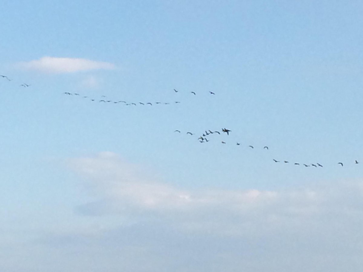 chimine21's tweet photo. ジョギングしてたら渡り鳥 http://t.co/AnfNO5EwLN