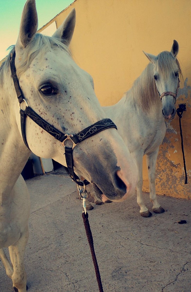 A horse is the projection of peoples' dreams about themselves: strong, beautiful and powerful.