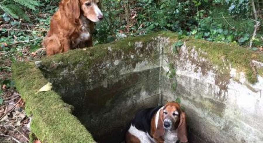 A3Noticias's tweet photo. Un perro permanece una semana al lado de otro que quedó atrapado en un pozo http://t.co/NELkhsMV5u http://t.co/8EFogl8na7