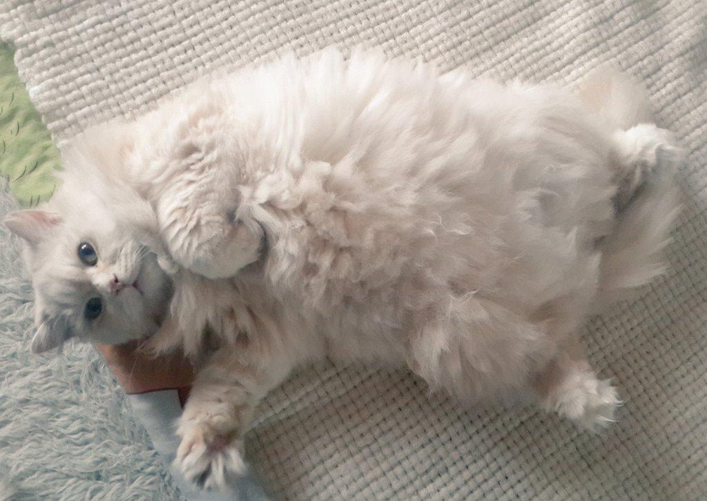 Slivnikov's tweet photo. Всем привет! #кот #коты #котэ #cats #CatsOfTwitter #cat #котики #catboxsunday #котейка #котя #котофей #CATS15 #trend http://t.co/IhktS78Gxm