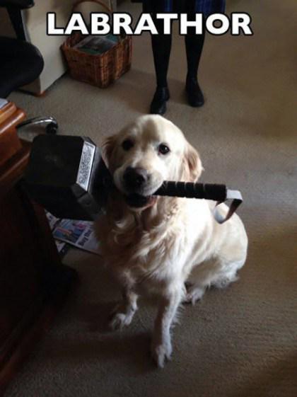 Labrathor krassinternet.de/labrathor/