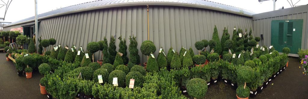 StephenHSmiths's tweet photo. It's safe to say we have one or two'#Buxus' #BoxPlants in stock at our #Otley store.
#Leeds #Harrogate http://t.co/gb0X3hW0aC