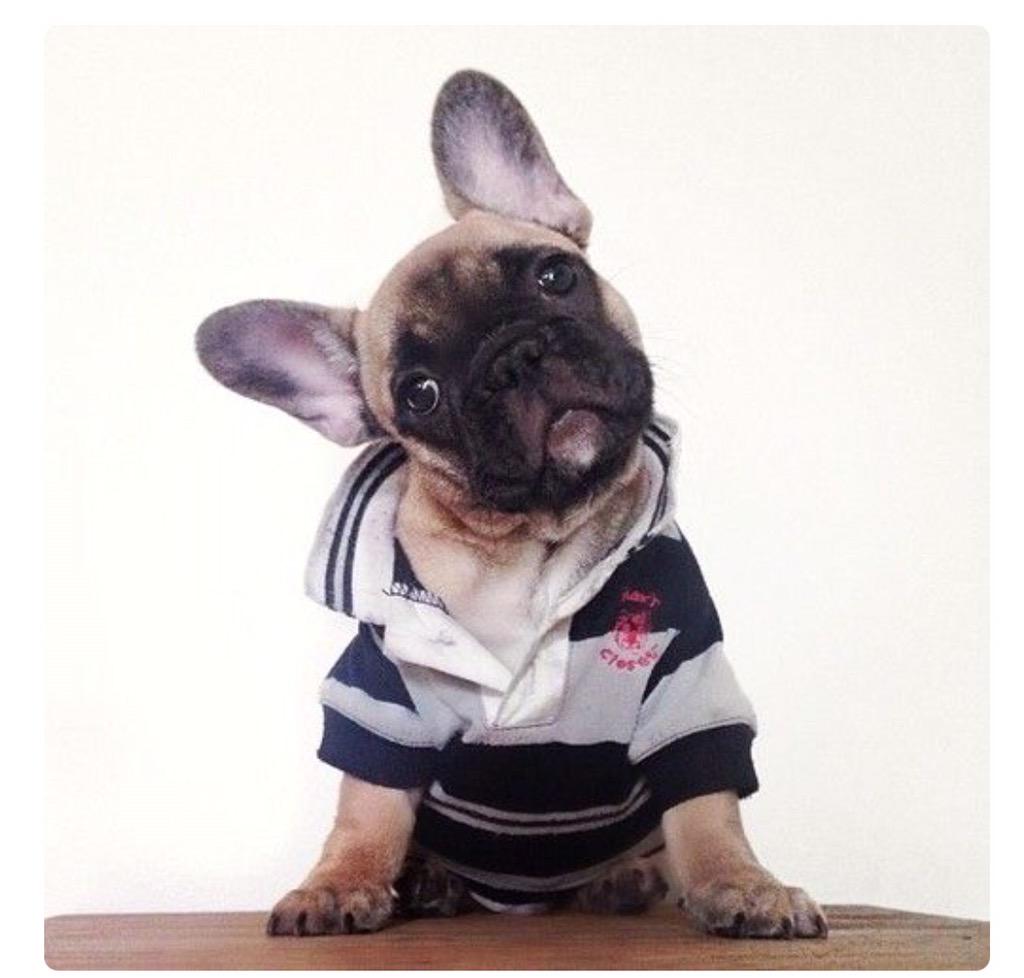 Frenchie_rescue's tweet photo. Have a great day Frenchies everywhere #frenchbulldog #frenchieface #fbnsa #frenchieoftheday http://t.co/Te2HPbFHUm