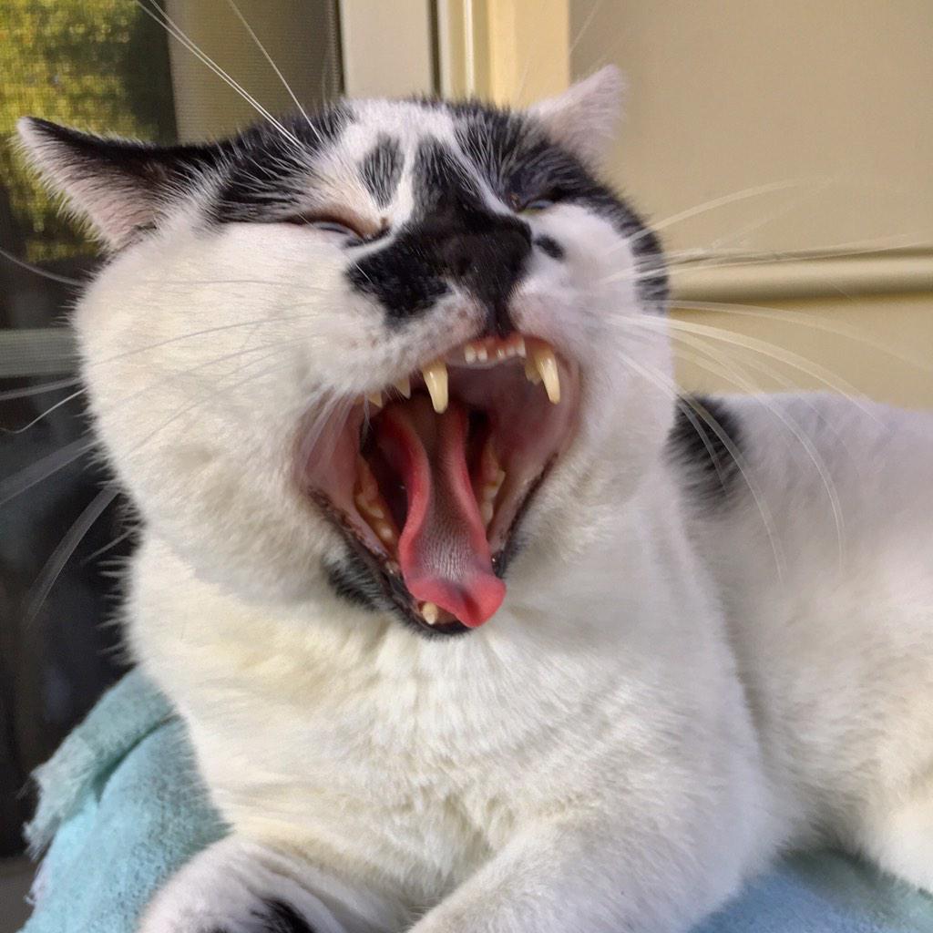 EastCoastAlert's tweet photo. 'Dinglebutt' #HoCoPets http://t.co/vwAEbEHzDh