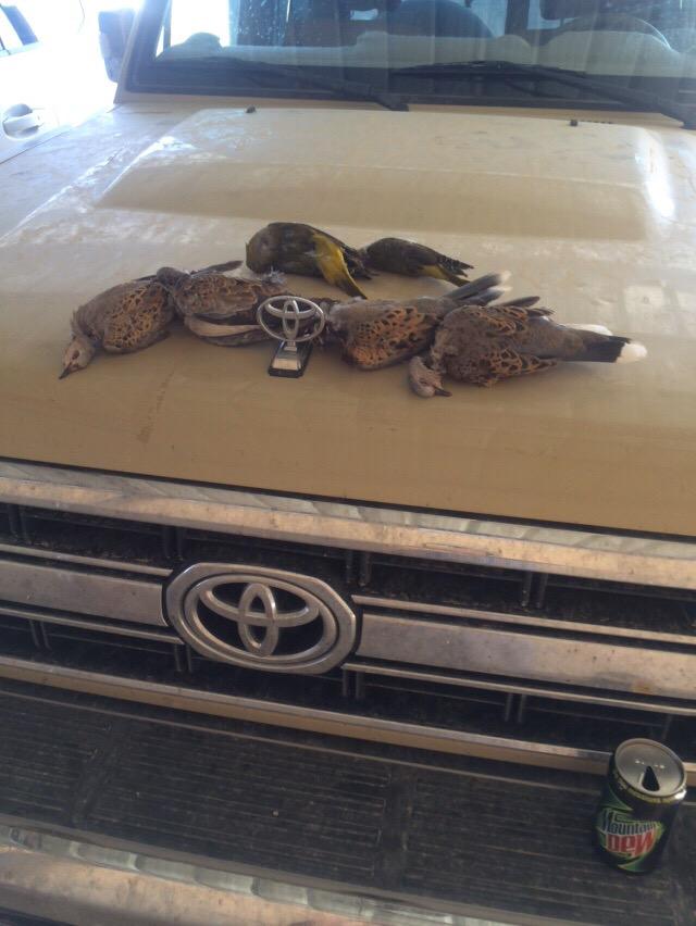 Al_waal3's tweet photo. صيد اليوم /

٤ قمري وصفارتين / بحايل
من بدر الرشيدي http://t.co/N8U7RaIiq2